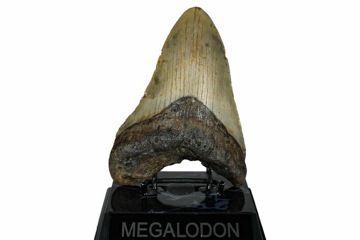 Fossil Megalodon Tooth - North Carolina #258738